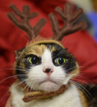 Think this cat in a reindeer hat looks grumpy?  That's how you'll feel if you face penalties for violations of seasonal employment laws.